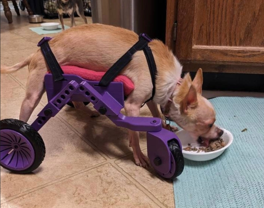 The Original Ambition Rover Dog Wheelchair