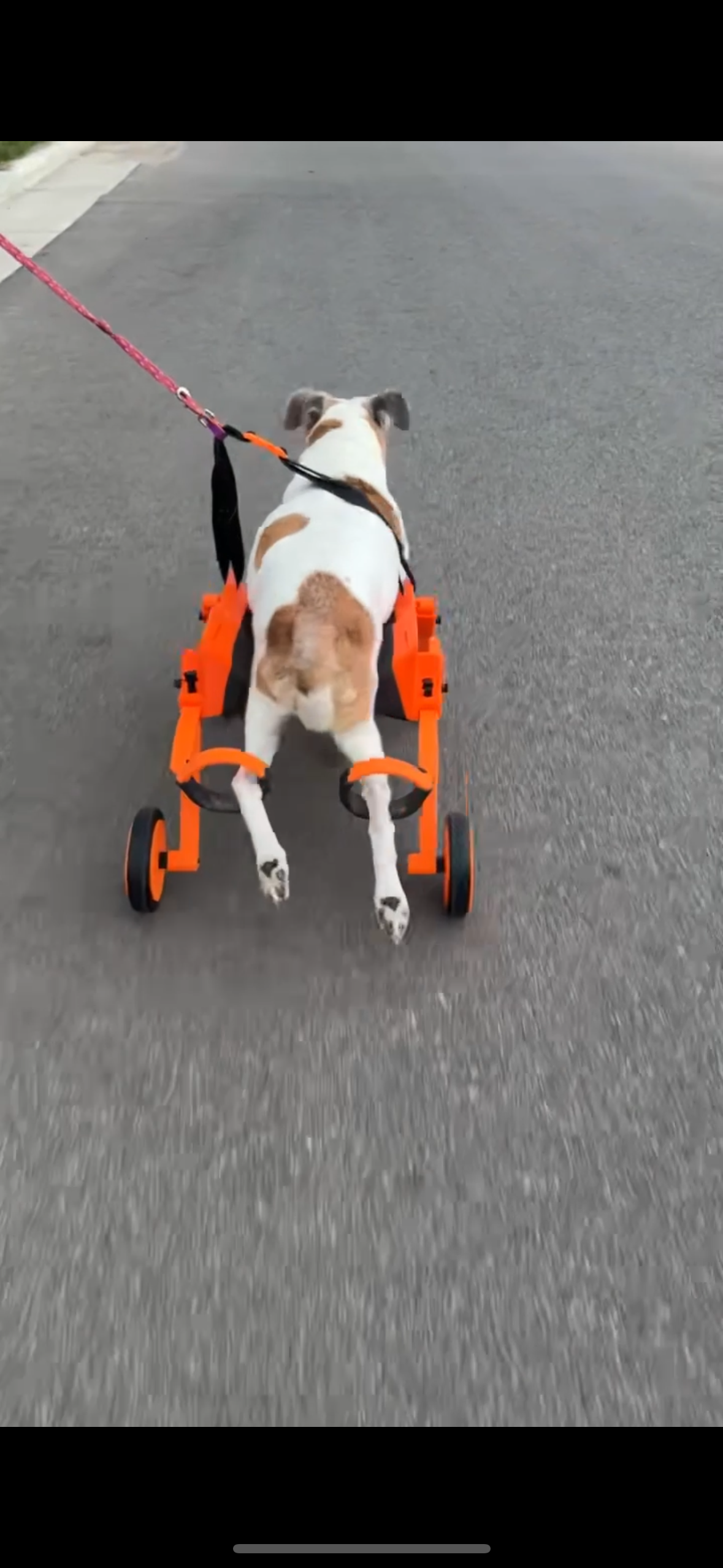 The Original Ambition Rover Dog Wheelchair