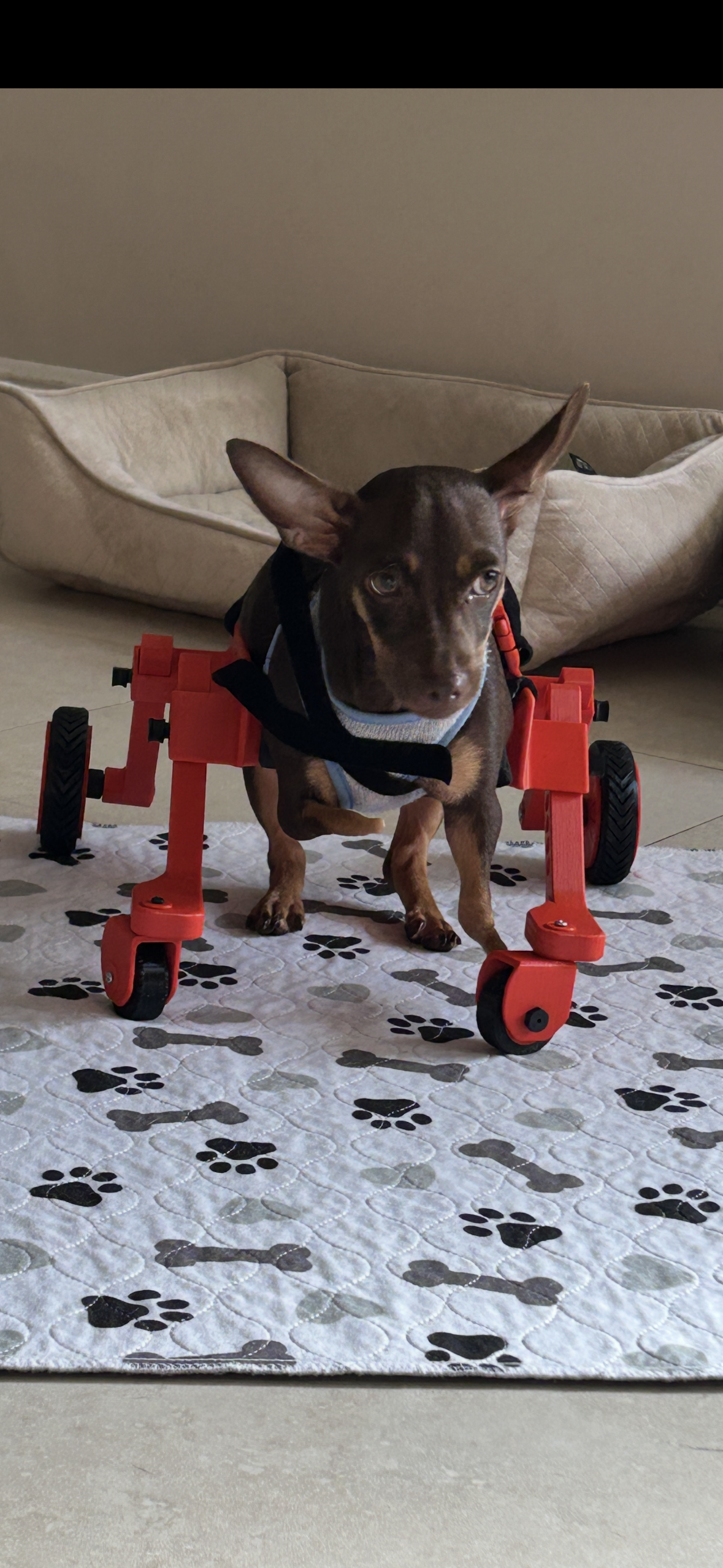 The Original Ambition Rover Dog Wheelchair