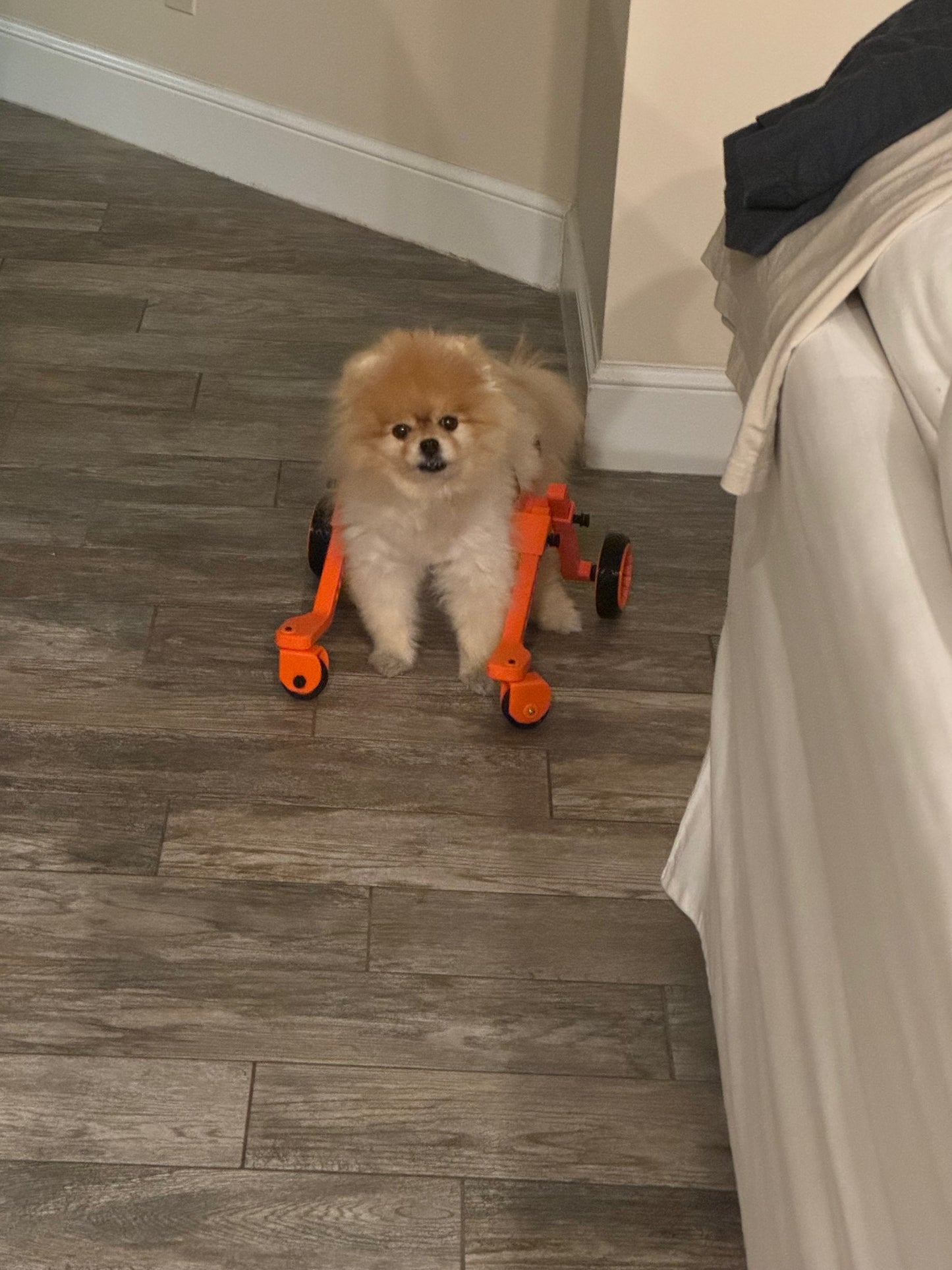The Original Ambition Rover Dog Wheelchair