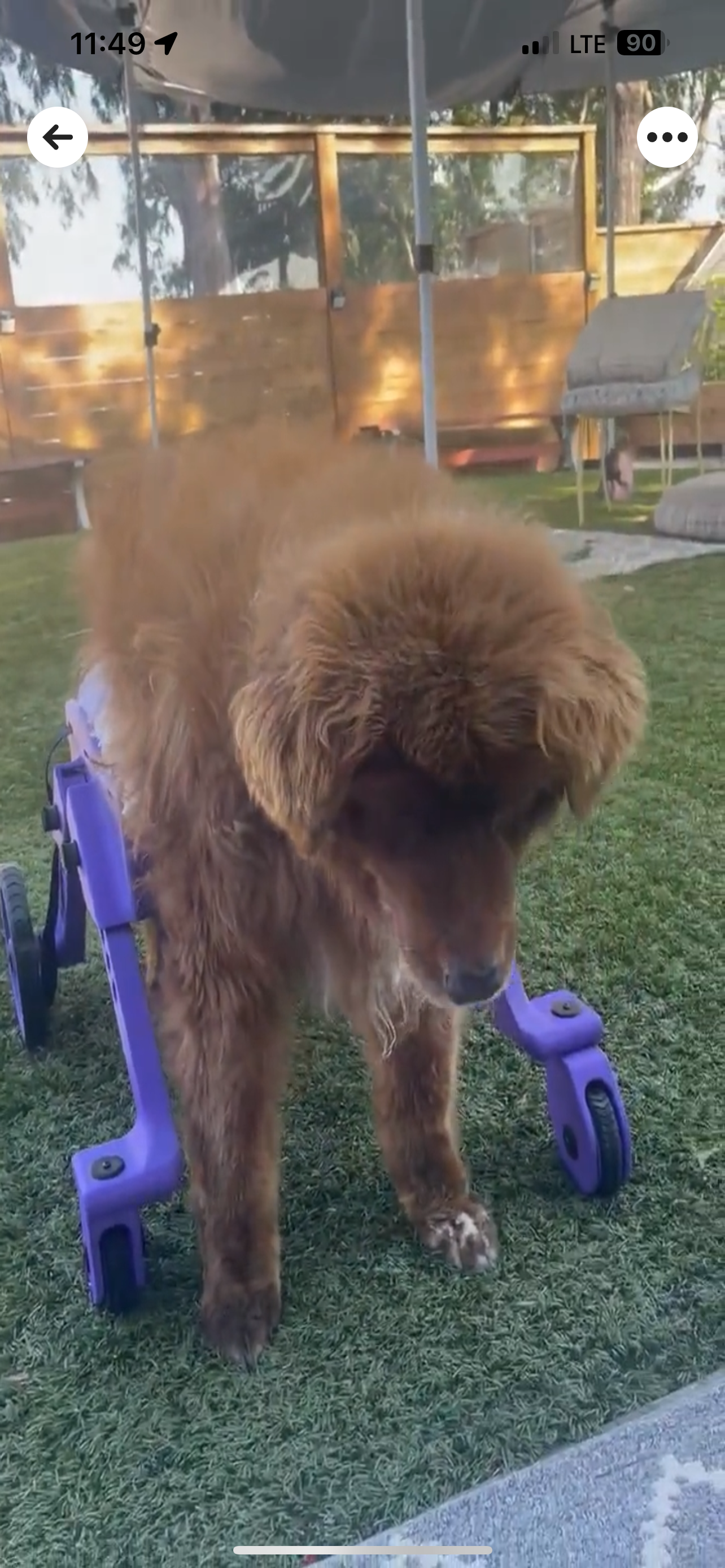 The Original Ambition Rover Dog Wheelchair