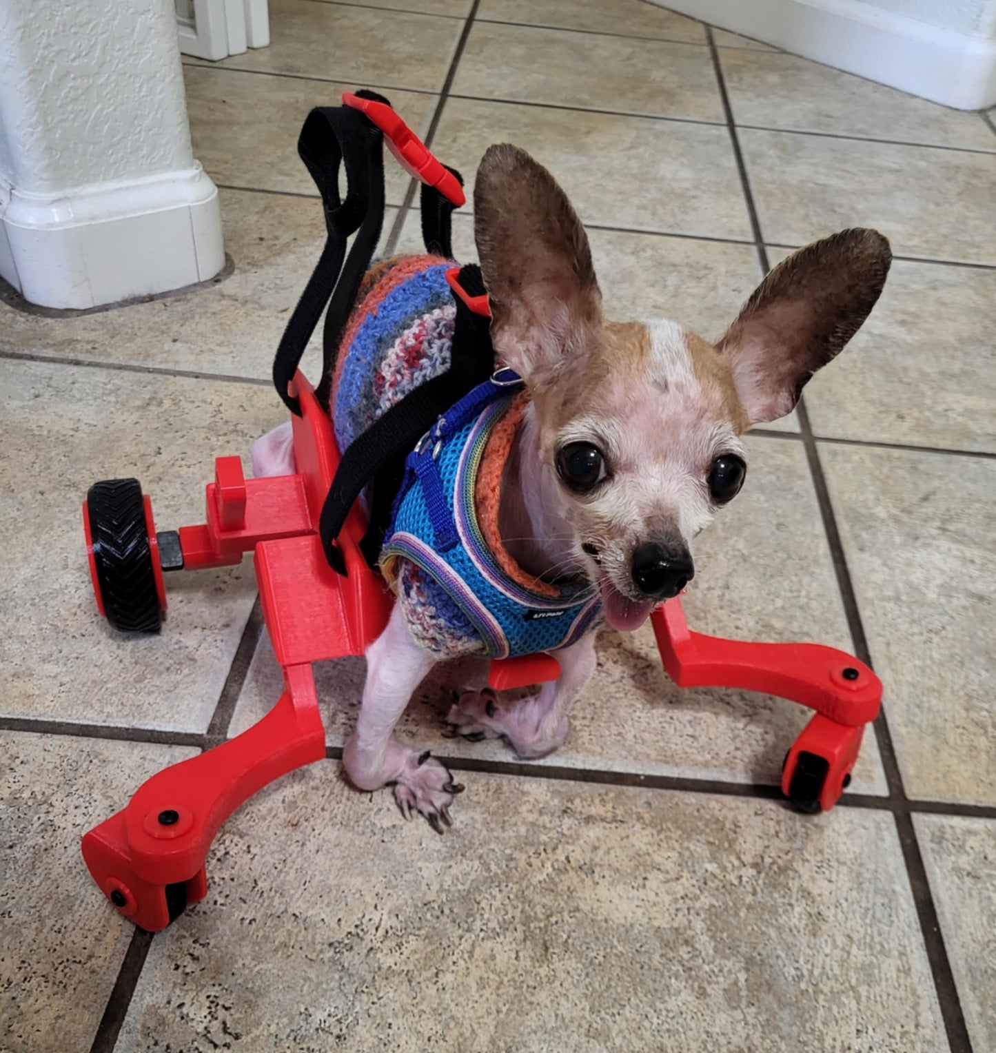 The Original Ambition Rover Dog Wheelchair