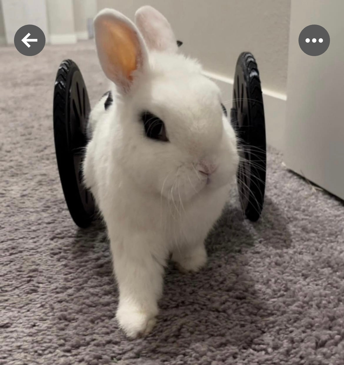 Rabbit Rover