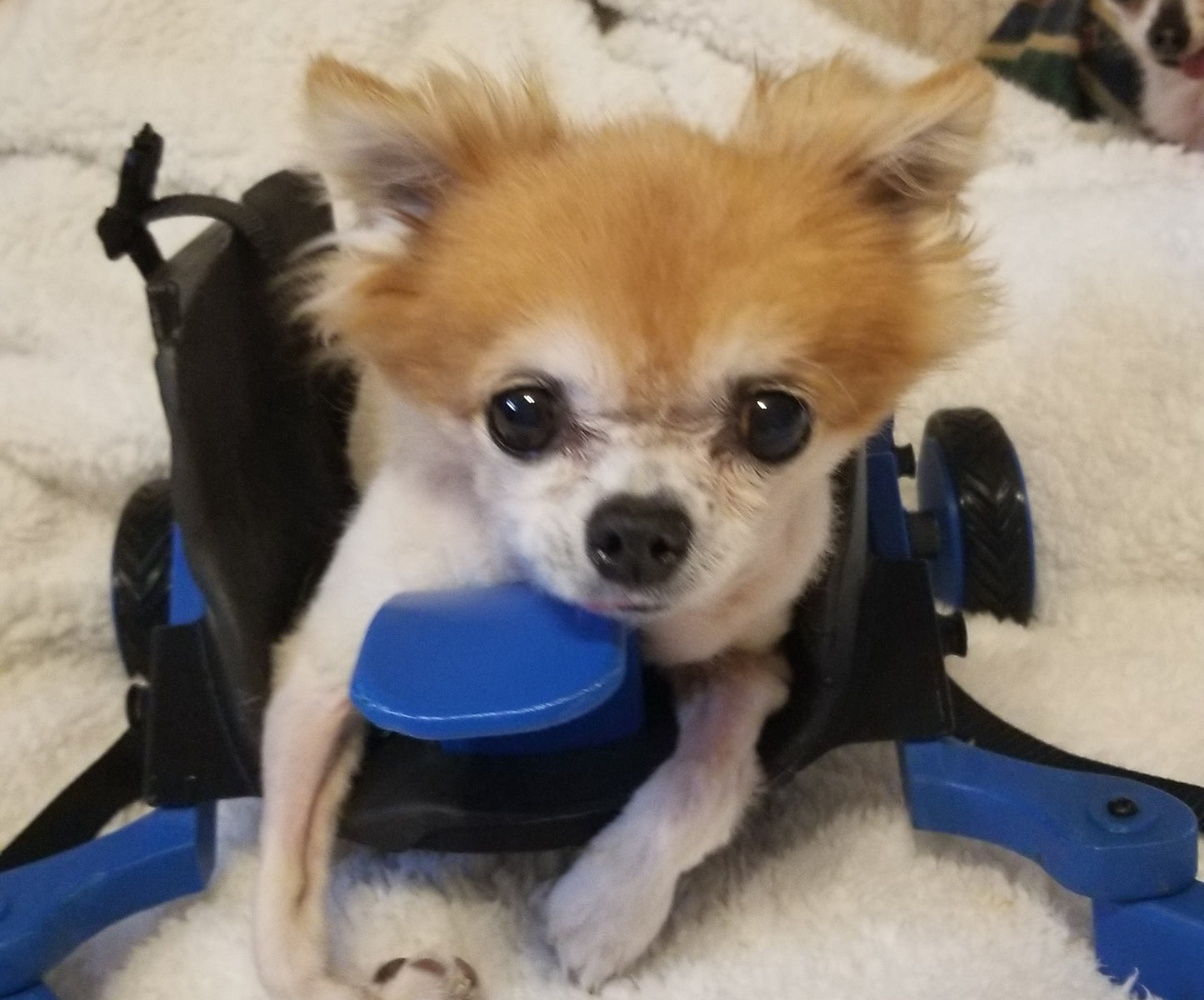 The Original Ambition Rover Dog Wheelchair