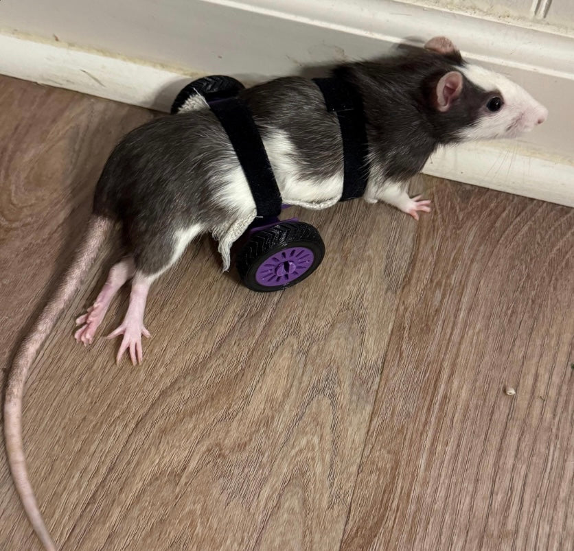RatRover 2.0 The Next Generation Rat Wheelchair.