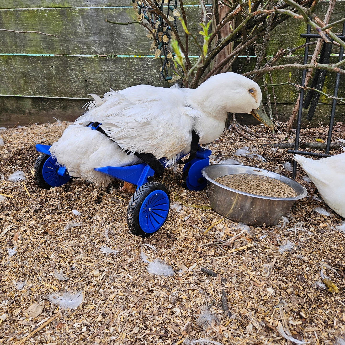 Ducky’s wheelchair
