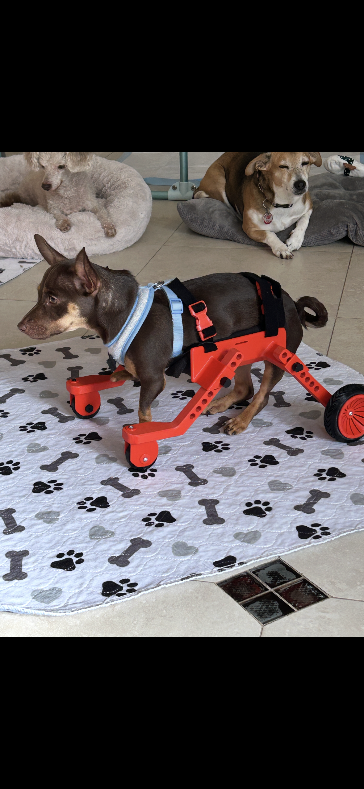 The Original Ambition Rover Dog Wheelchair