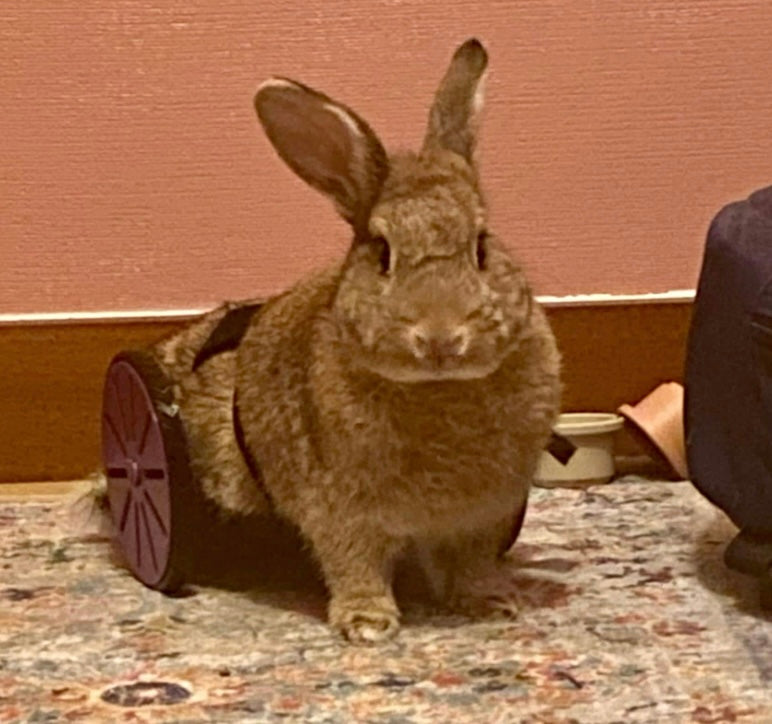 Rabbit Rover
