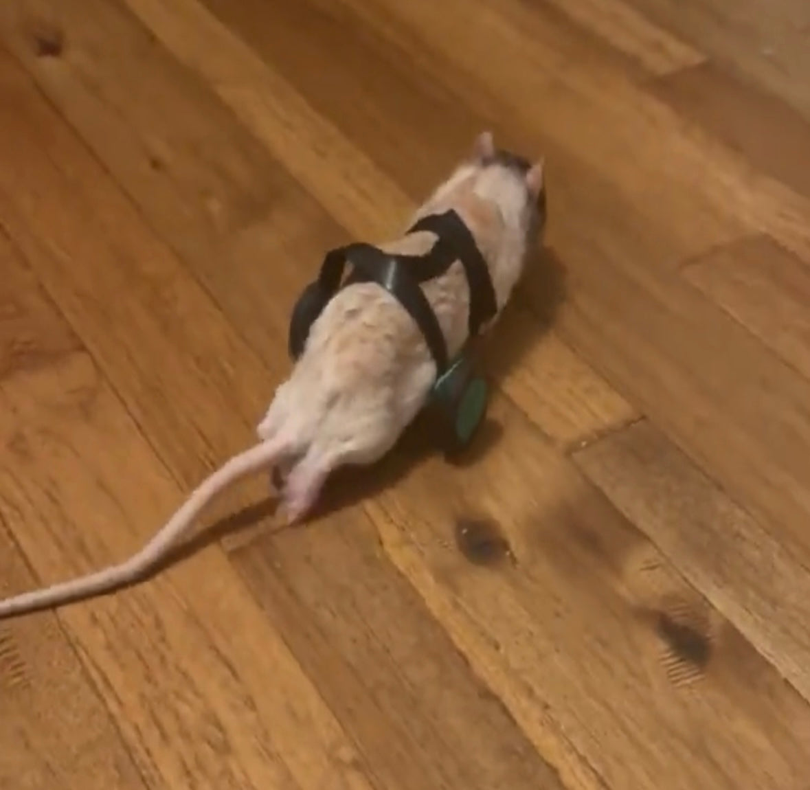 RatRover 2.0 The Next Generation Rat Wheelchair.