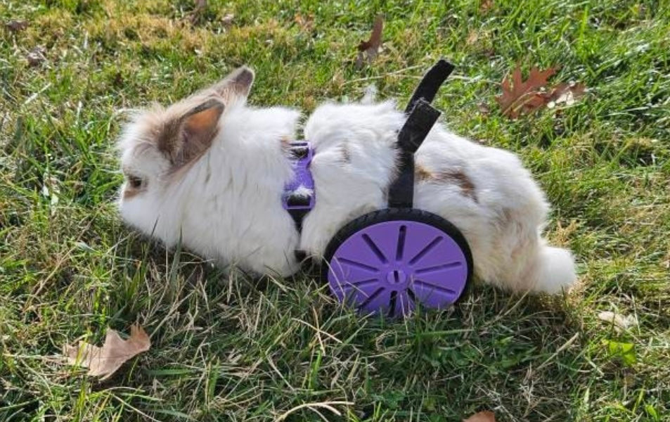 Rabbit Rover