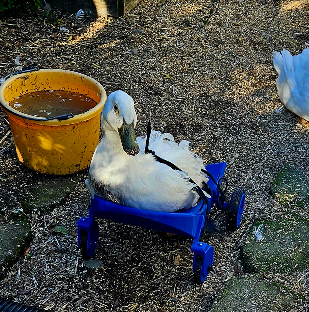 Ducky’s wheelchair