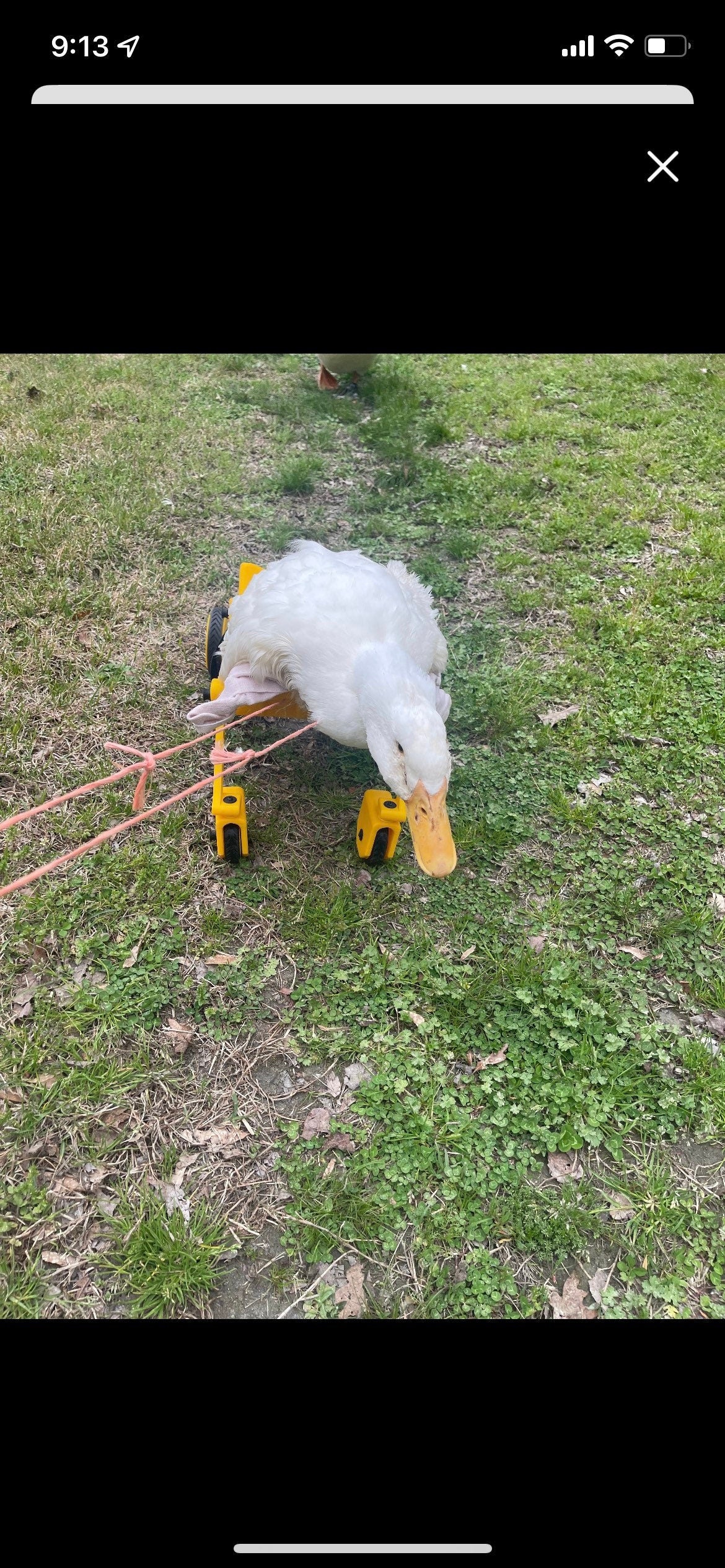 Ducky’s wheelchair