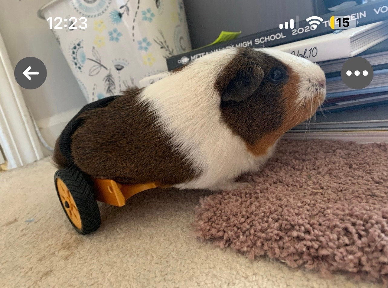 Guinea pig wheelchair. The original GPRover.