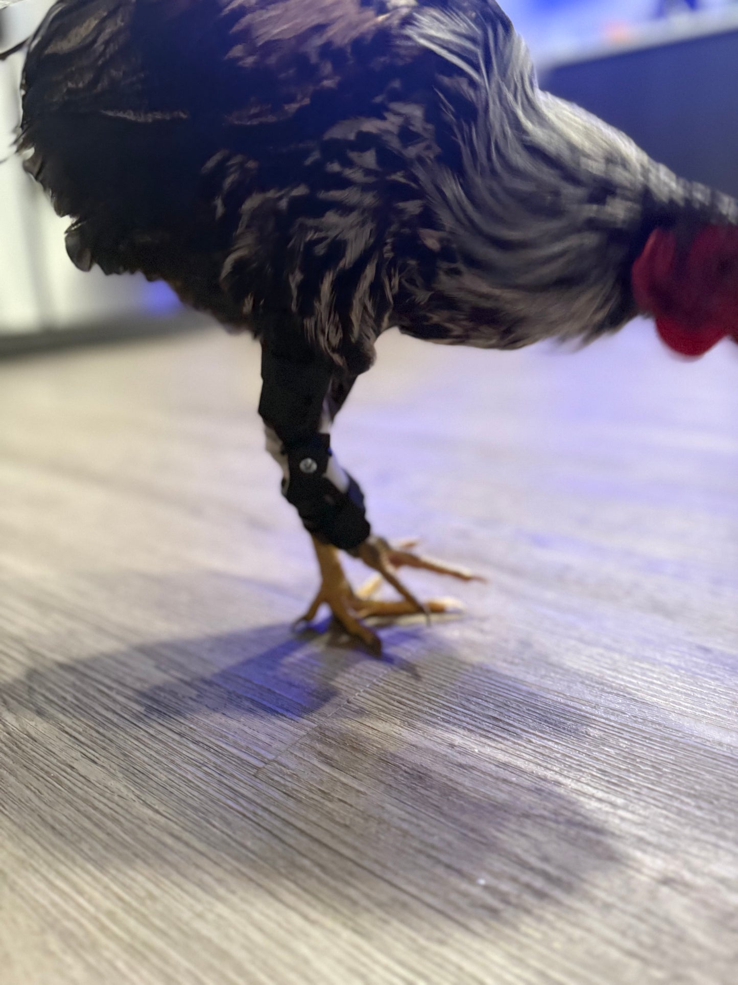 Chicken Leg Brace V2