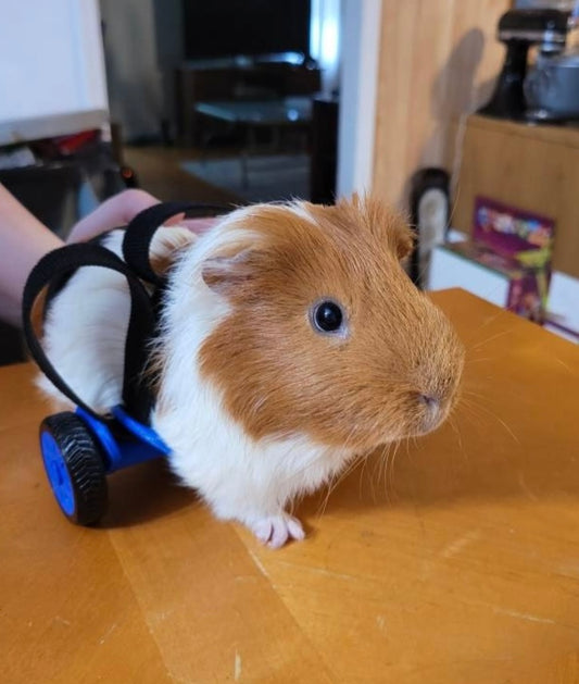GPRover V2.5 The next generation Guinea pig wheelchair