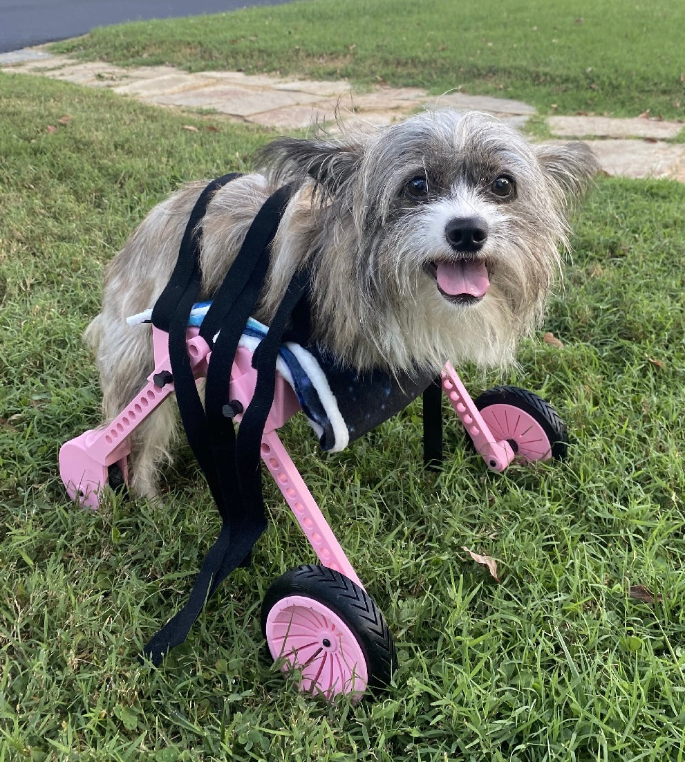 The Original Ambition Rover Dog Wheelchair