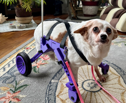 The Original Ambition Rover Dog Wheelchair