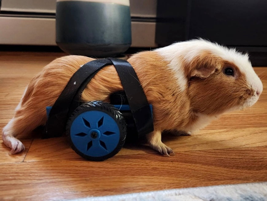 Guinea pig wheelchair. The original GPRover.