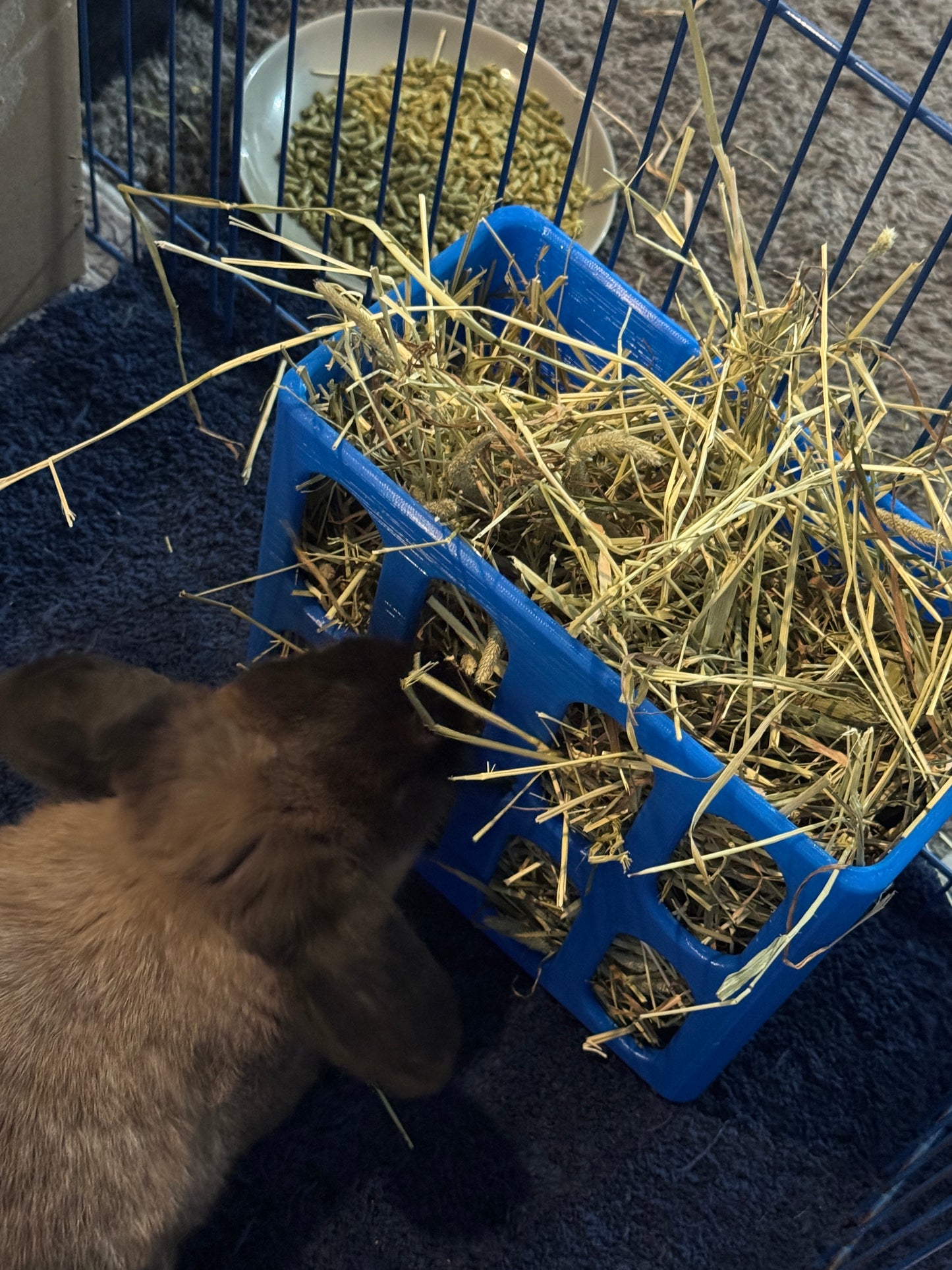 Rabbit Hat Feeder