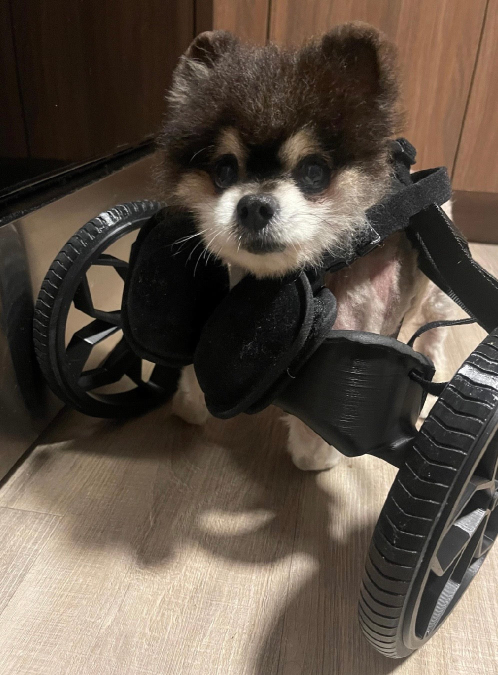 Dog Wheelchair for Front legs