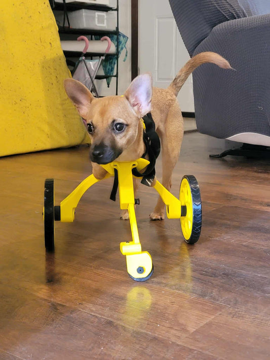 Dog Wheelchair for Front Legs V3 (The Tripod)