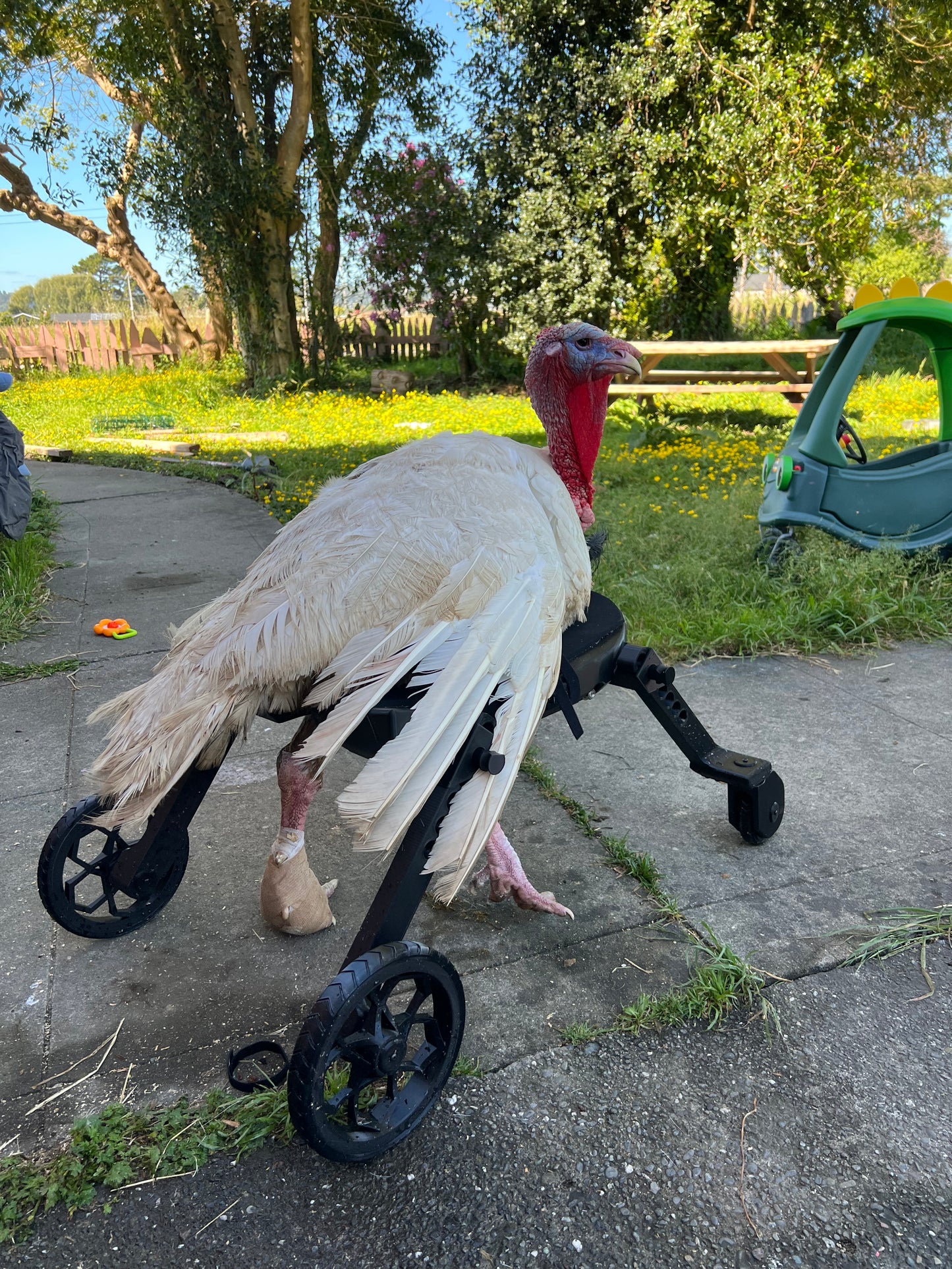 Turkey Wheelchair