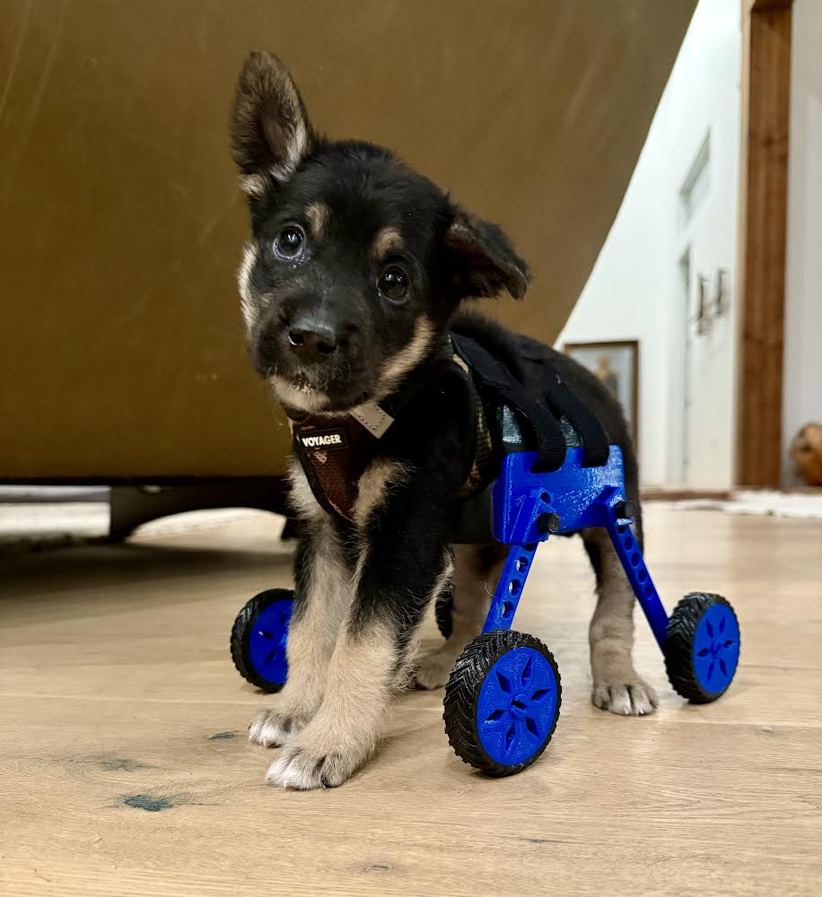 Puppy training wheelchair.