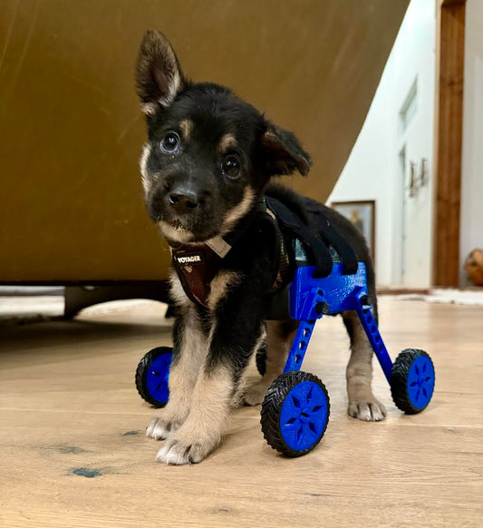 Puppy training wheelchair.