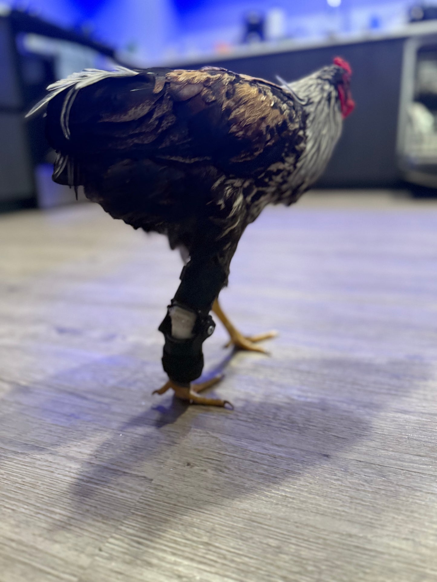 Chicken Leg Brace V2