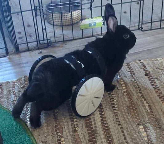 Rabbit Rover