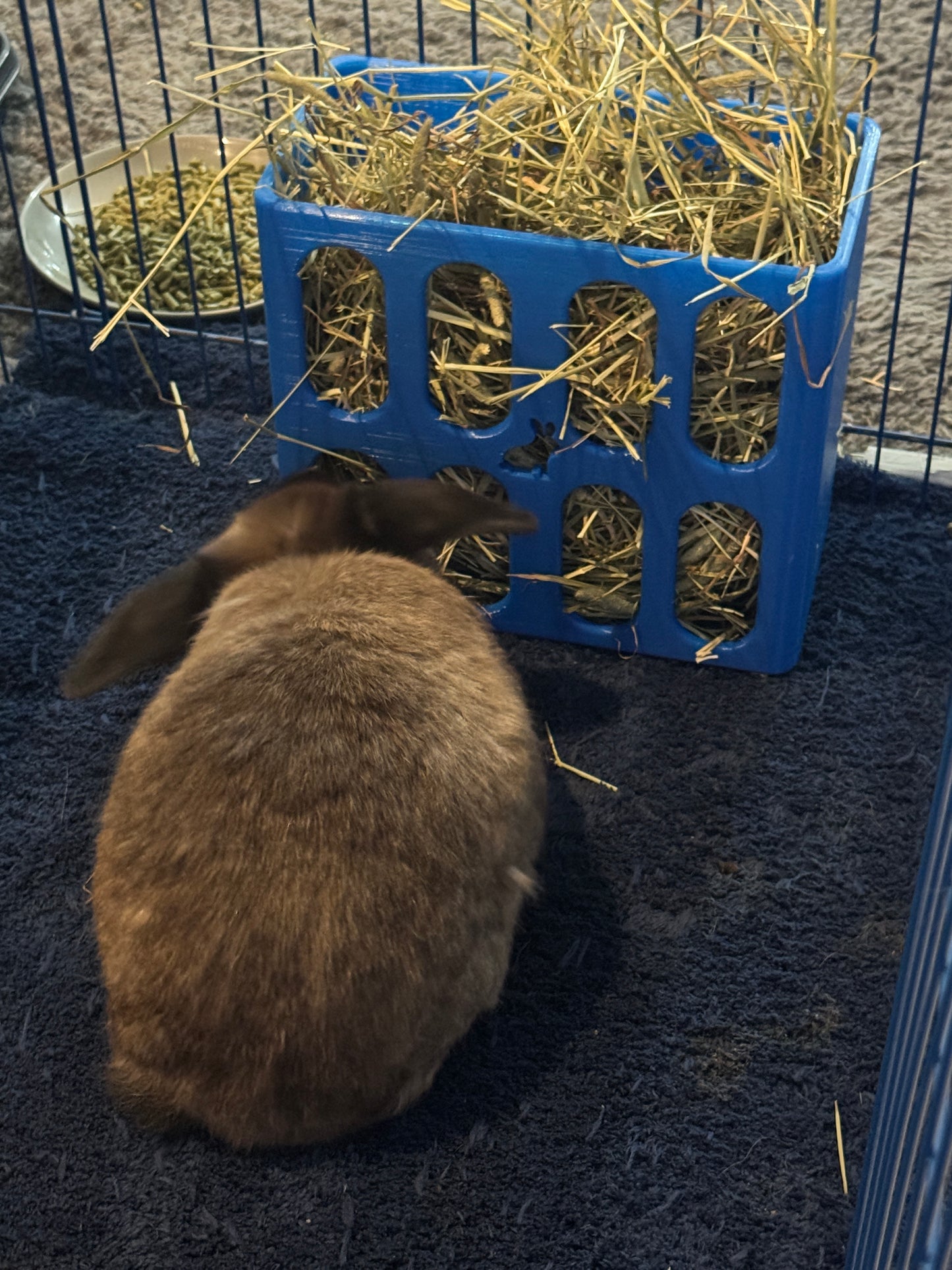 Rabbit Hat Feeder