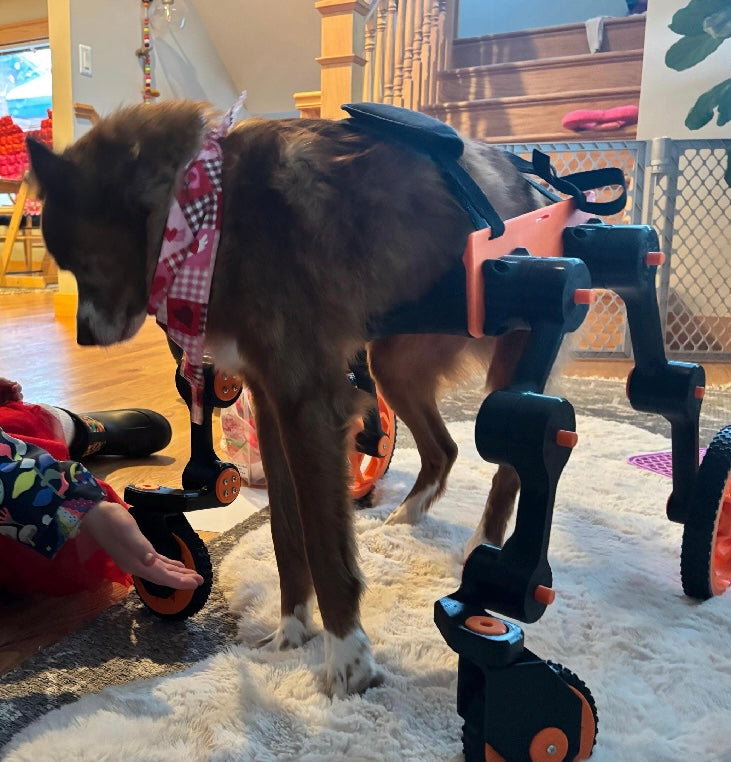 Dog Wheelchair X (experimental)