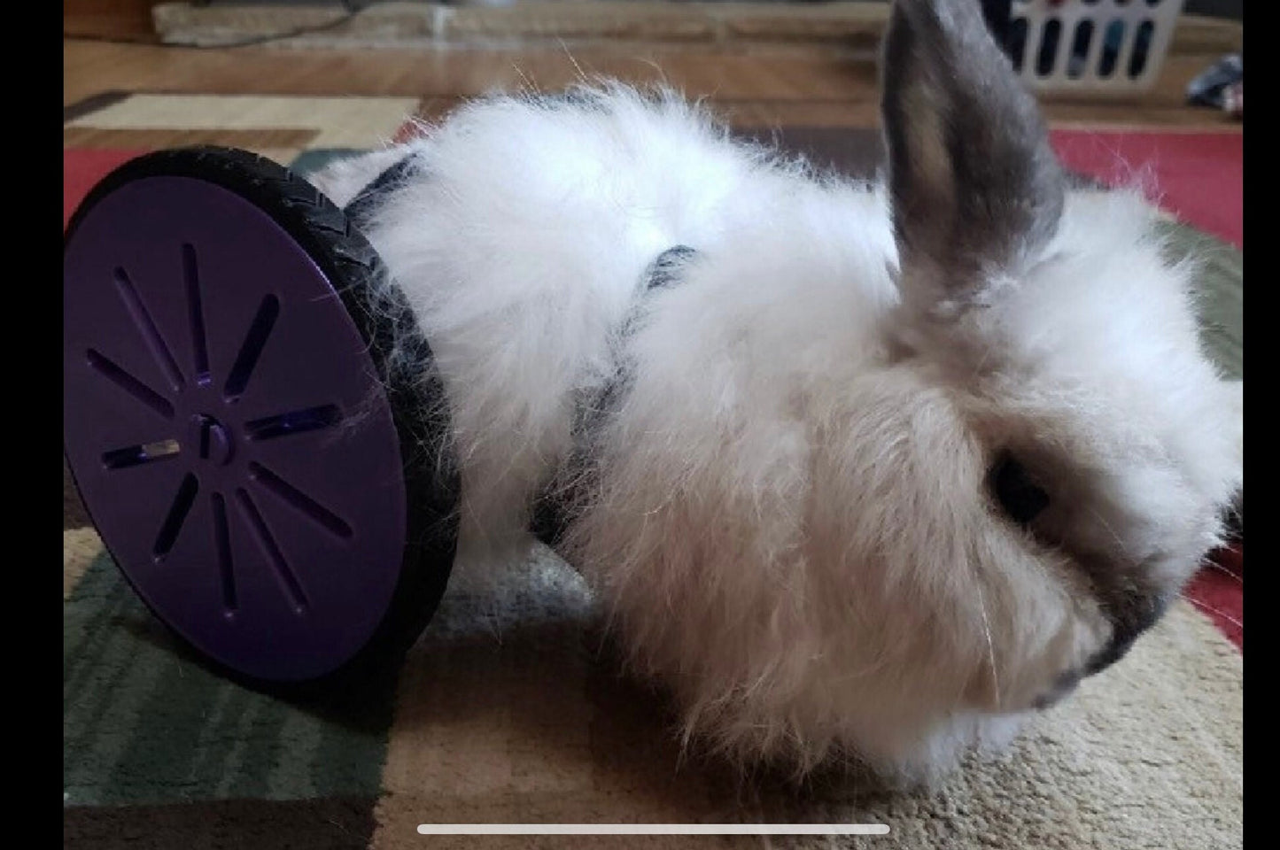 Rabbit Rover
