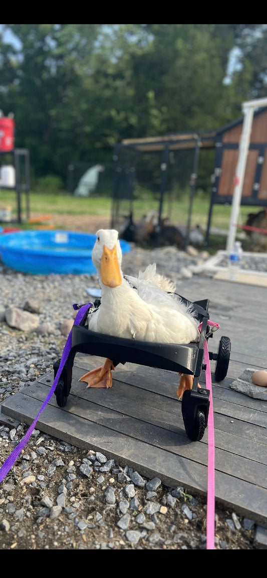 Ducky’s wheelchair.